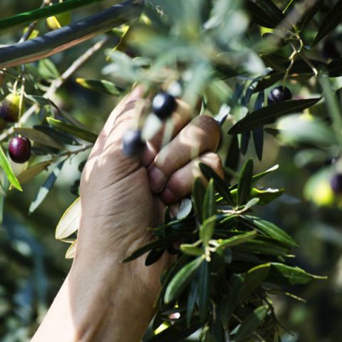 A difesa di un olio buono pulito e giusto