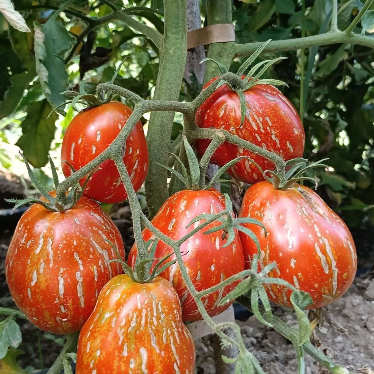 Alla scoperta del Pomodoro Borsa di Montone della Valbisenzio e dell’Agriturismo Selvapiana